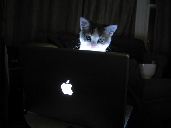 blogging cat